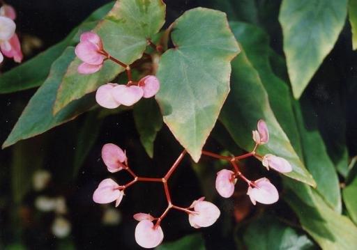 B. ‘Bayerne’